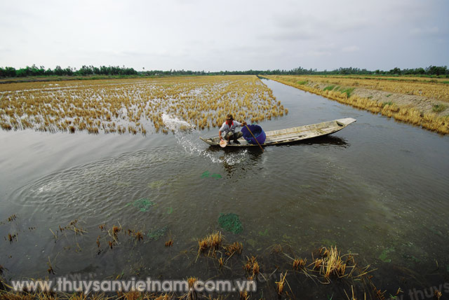Hiệu quả mô hình tôm - lúa đang được nhiều địa phương nhân rộng